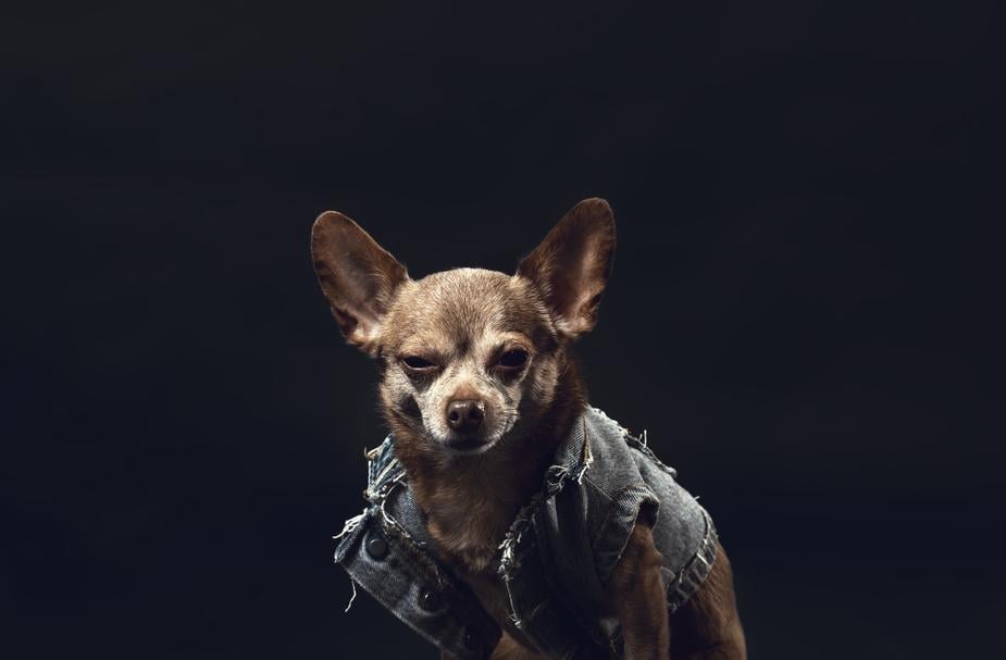 a-greying-chihuahua-in-a-denim-jacket