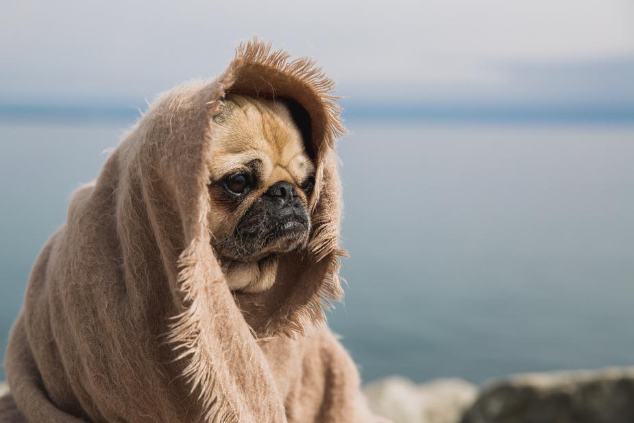 wise-pug-thinking-about-the-world_925x